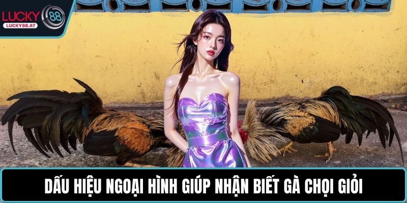 Dấu hiệu ngoại hình giúp nhận biết gà chọi giỏi