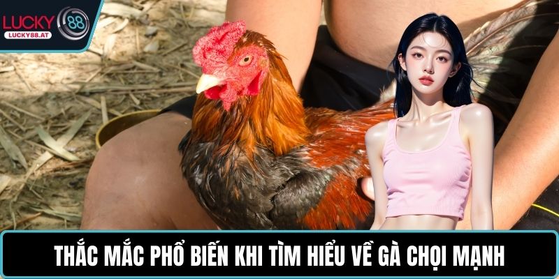 Thắc mắc phổ biến khi tìm hiểu về gà chọi mạnh